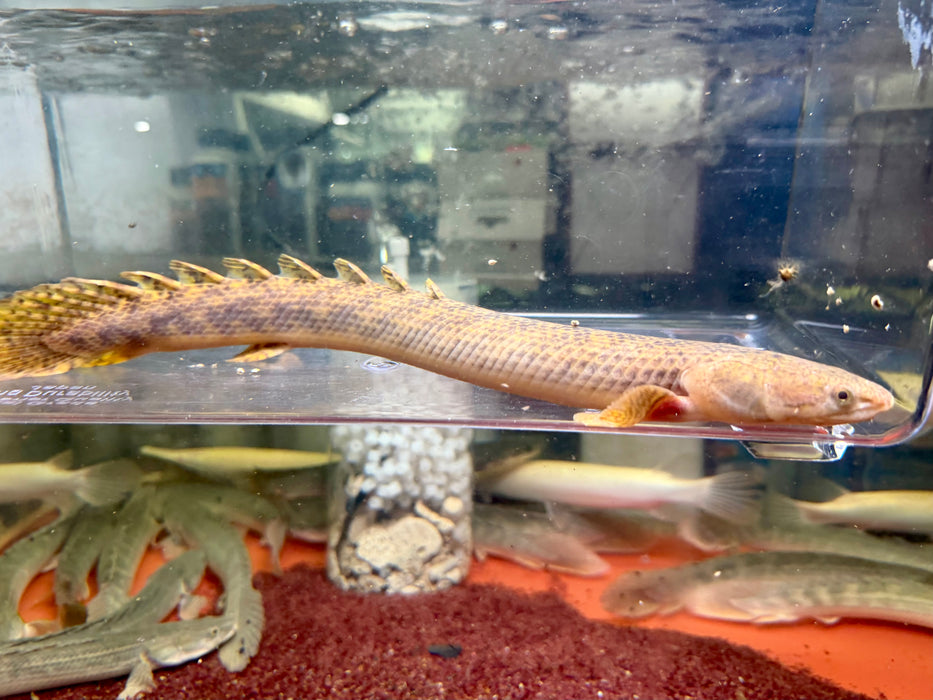 * Polypterus * Polypterus Teugelsi 35cm