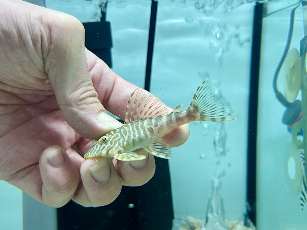 ビオセル6 　チャコ様 Pleco * Peckoltia compta (L134 Leopard frog) 6-8cm — jzxonline