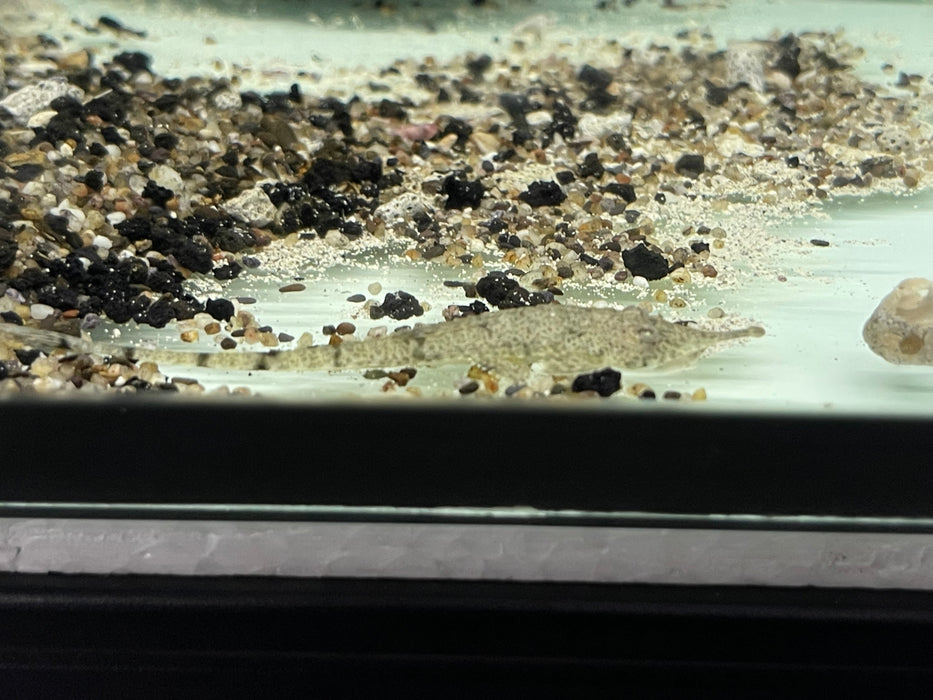 * Pleco *  Hemiodontichthys acipenserinus (Pinnochio whiptail) 6-8cm
