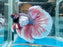 * Betta * HM Halfmoon (Actual Fish) #02