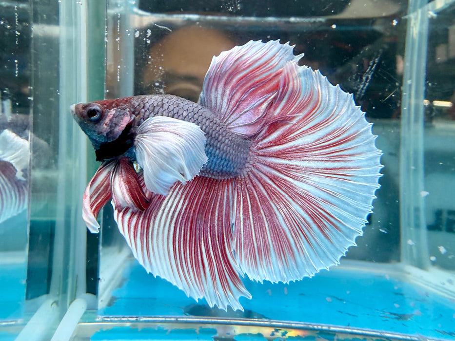 * Betta * HM Halfmoon (Actual Fish) #02
