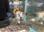 * Livebearers * Tiger Balloon Molly XL