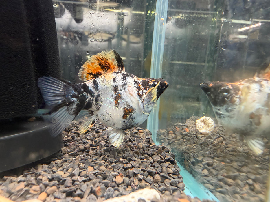 * Livebearers * Tiger Balloon Molly XL