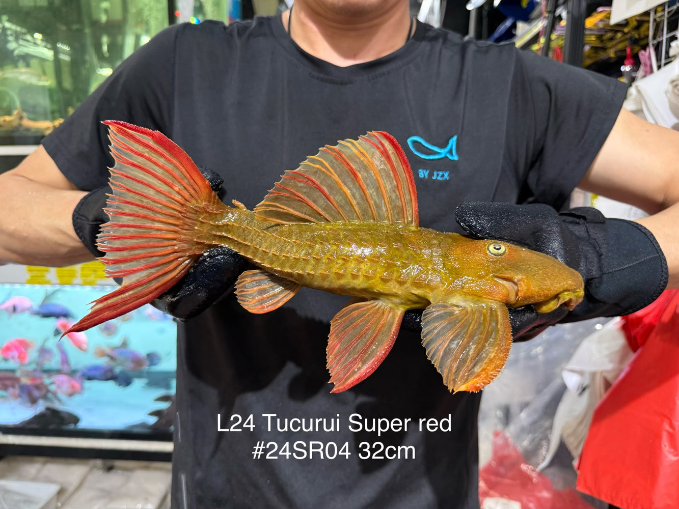 * Pleco *  Pseudacanthicus pitanga L24 Tucurui Super Red #24SR04 32cm (Actual piece)