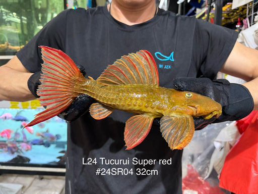 * Pleco *  Pseudacanthicus pitanga L24 Tucurui Super Red #24SR04 32cm (Actual piece)