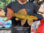 * Pleco *  Pseudacanthicus pitanga L24 Tucurui Super Red #24SR04 32cm (Actual piece)