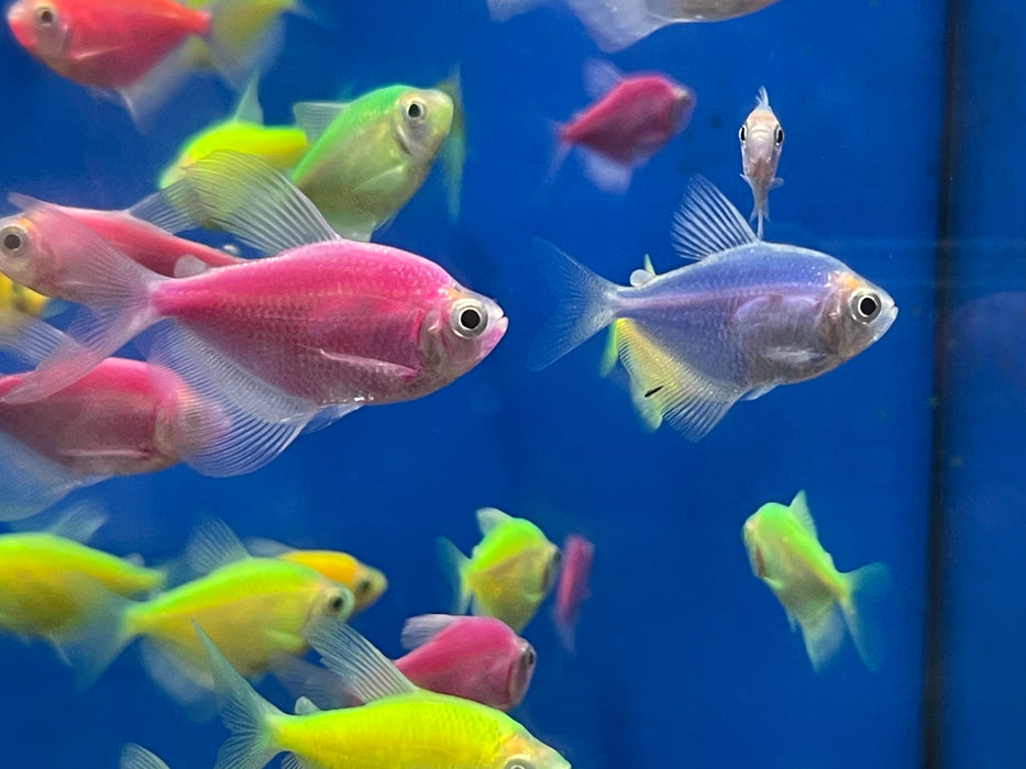 * Tetra  * Fluorescent tetras (Assorted Colours) (10 pieces)