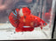 * Betta * HMPK (Actual Fish) #10