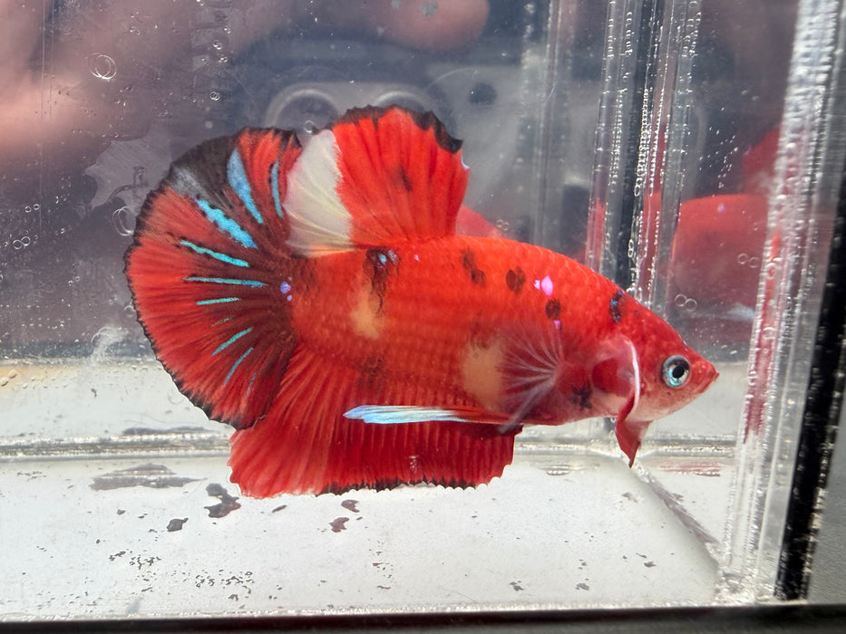 * Betta * HMPK (Actual Fish) #10