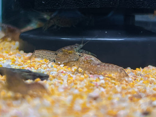 * Shrimps *  Cambarellus Diminutus (CPO) Least Crayfish