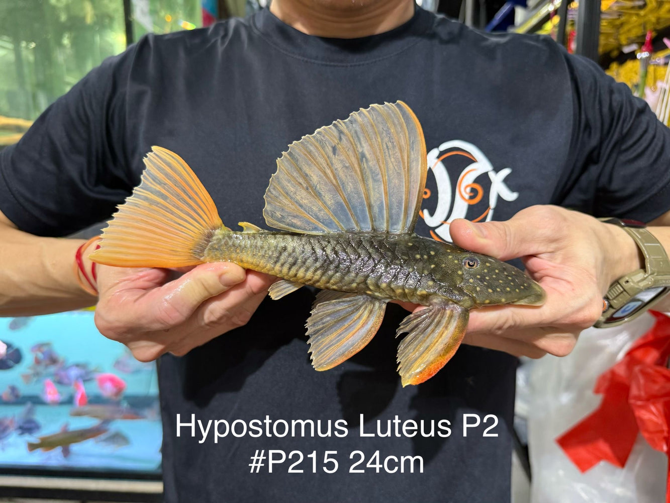 * Pleco *  Hypostomus Luteus phase 2 24cm #P215 (Actual Piece)