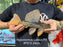 * Pleco *  Hypostomus Luteus phase 2 24cm #P215 (Actual Piece)