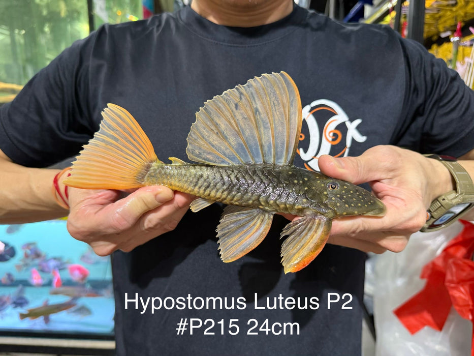 * Pleco *  Hypostomus Luteus phase 2 24cm #P215 (Actual Piece)