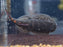 * Other Species * Gastromyzon sp. Bloody Mary
