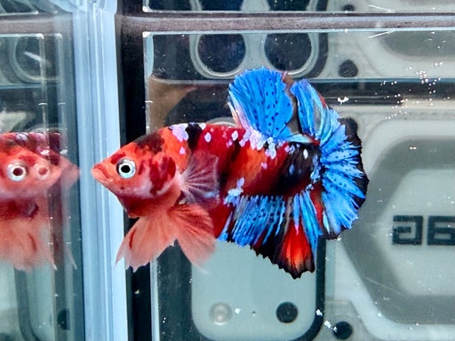 * Betta * HMPK (Actual Fish) #02