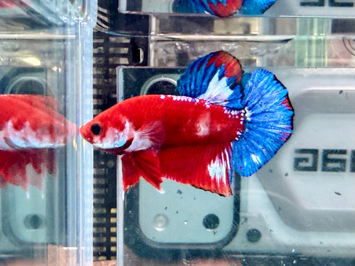 * Betta * HMPK (Actual Fish) #20