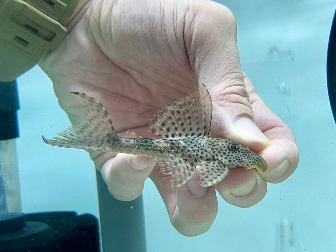 * Pleco * Hypostomus Watwata 10-12cm