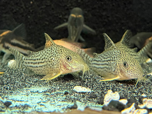* Corydoras *  Brochis Haraldschultzi (Mosaic Cory) 4-5cm
