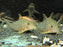 * Corydoras *  Brochis Haraldschultzi (Mosaic Cory) 4-5cm