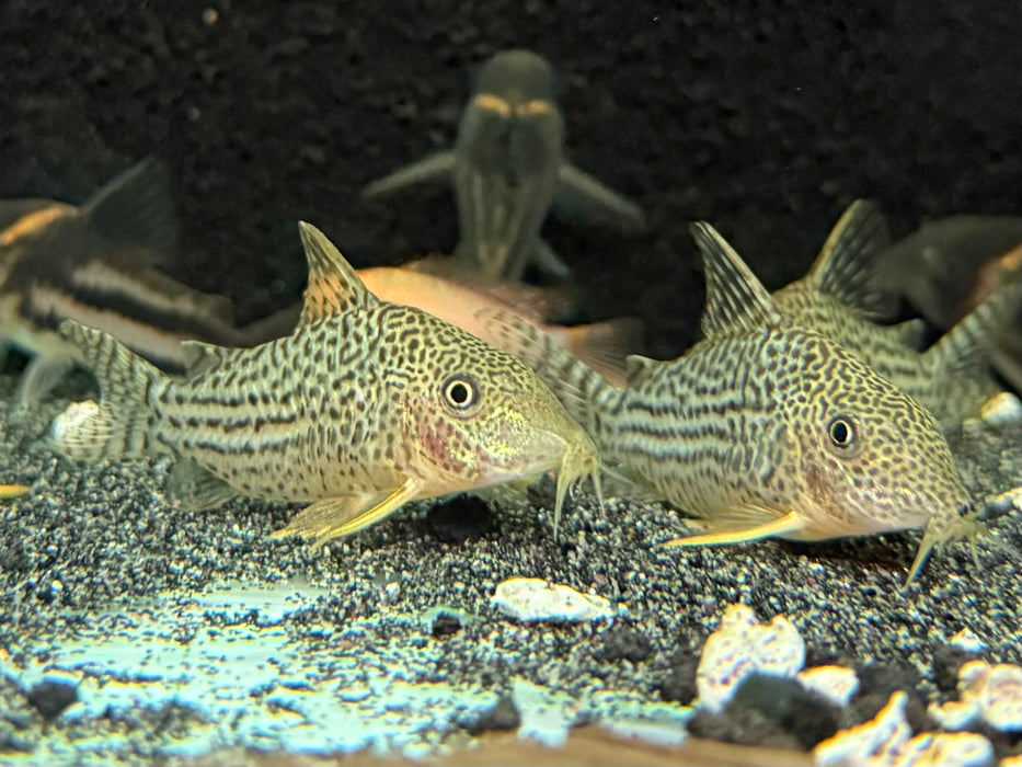 * Corydoras *  Brochis Haraldschultzi (Mosaic Cory) 4-5cm