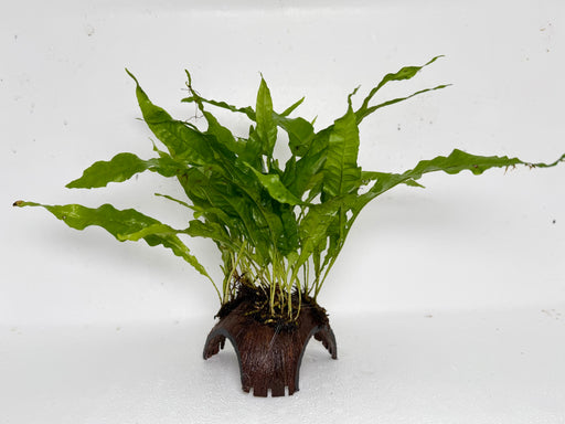 * Plants* Java Fern on Round coconut husk (cave) #JFRC9
