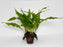 * Plants* Java Fern on Round coconut husk (cave) #JFRC9