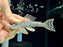 * Pleco * Guyanancistrus Brevispinis (L041) 8-13cm