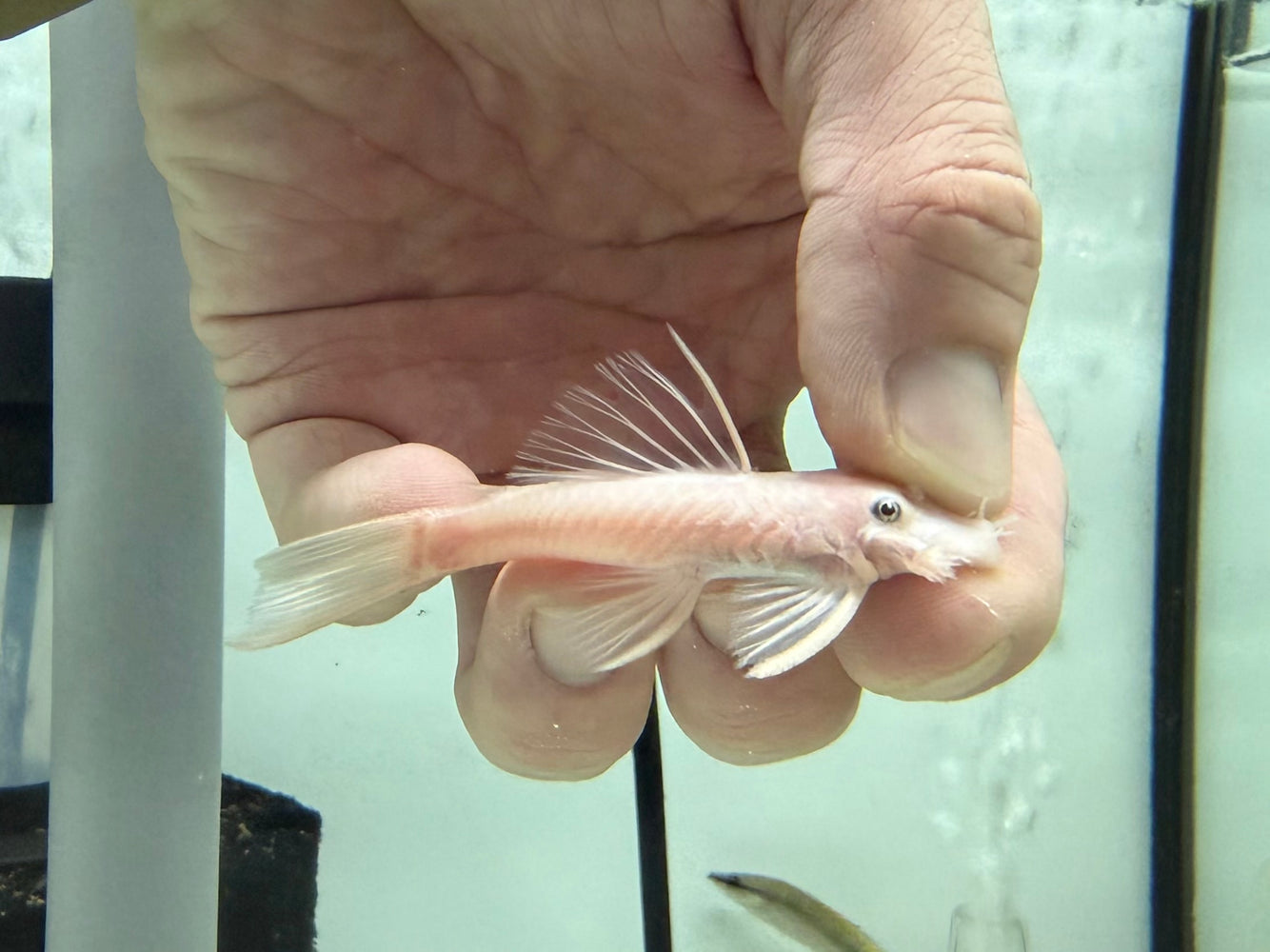 * Pleco * L144 Snow White 7-8cm