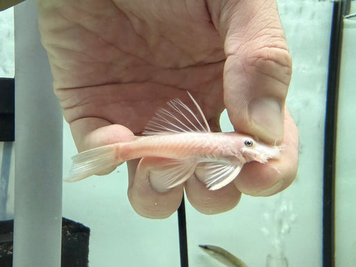 * Pleco * L144 Snow White 7-8cm