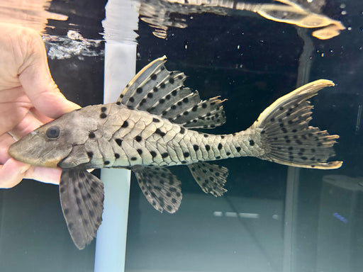 * Pleco * Pseudorinelepis sp. L95 (Orange cheek pleco) 26-28cm
