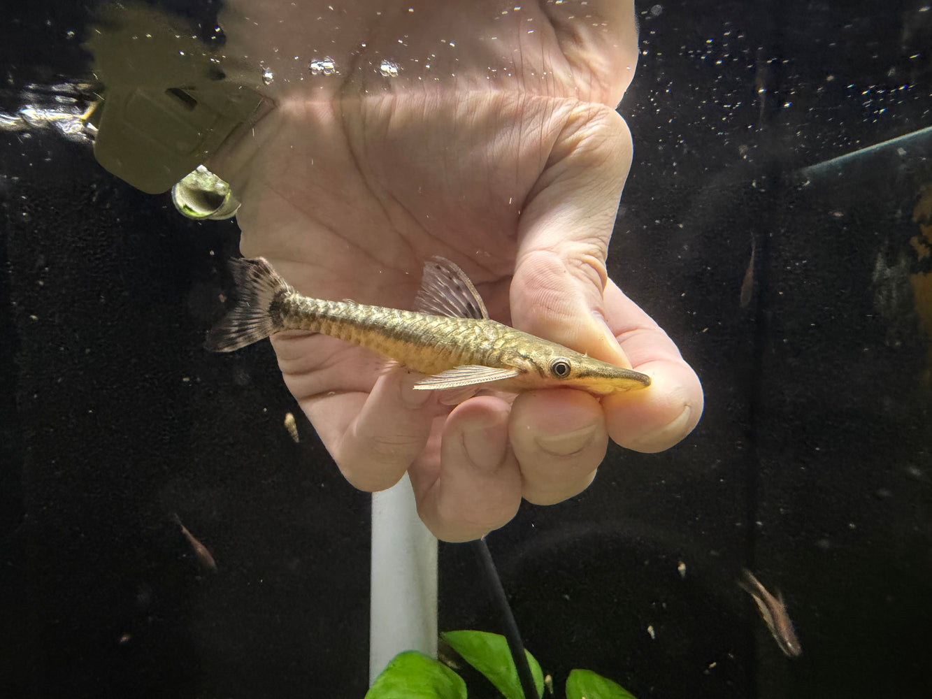 *Pleco* Hypoptompoma gulare “giant oto” 7-9cm *Extra large*