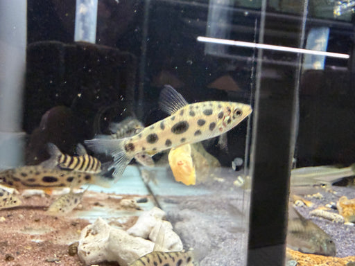 * Other Species * Leporinus Granti (Strawberry Leporinus)