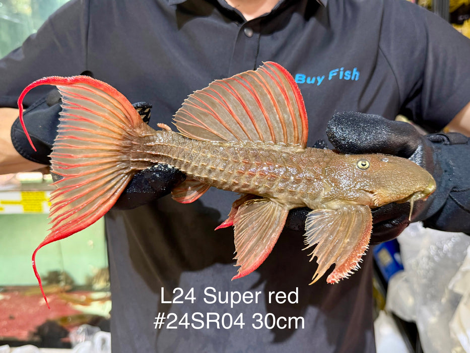 * Pleco *  Pseudacanthicus pitanga L24 can Super Red Tucurui #24SR04 30cm (Actual piece)