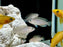 * Cichlid *   Lamprologus multifasciatus German bred