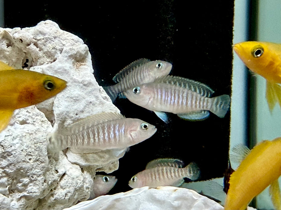 * Cichlid *   Lamprologus multifasciatus German bred
