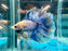 * Betta * DTHM Doubletail Halfmoon (Actual Fish) #64