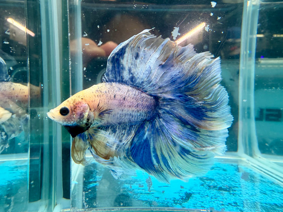 * Betta * DTHM Doubletail Halfmoon (Actual Fish) #64