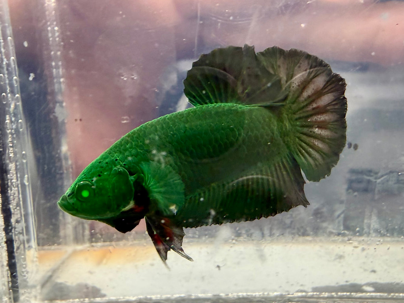 * Betta * HMPK (Actual Fish) #12