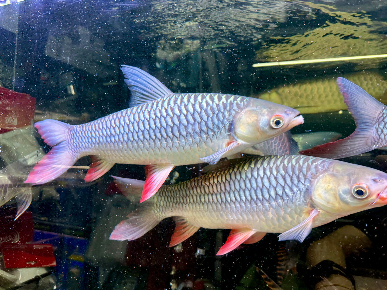 * Other Species * Leptobarbus Rubripinnis (Redfin Sultanfish) 35-40cm