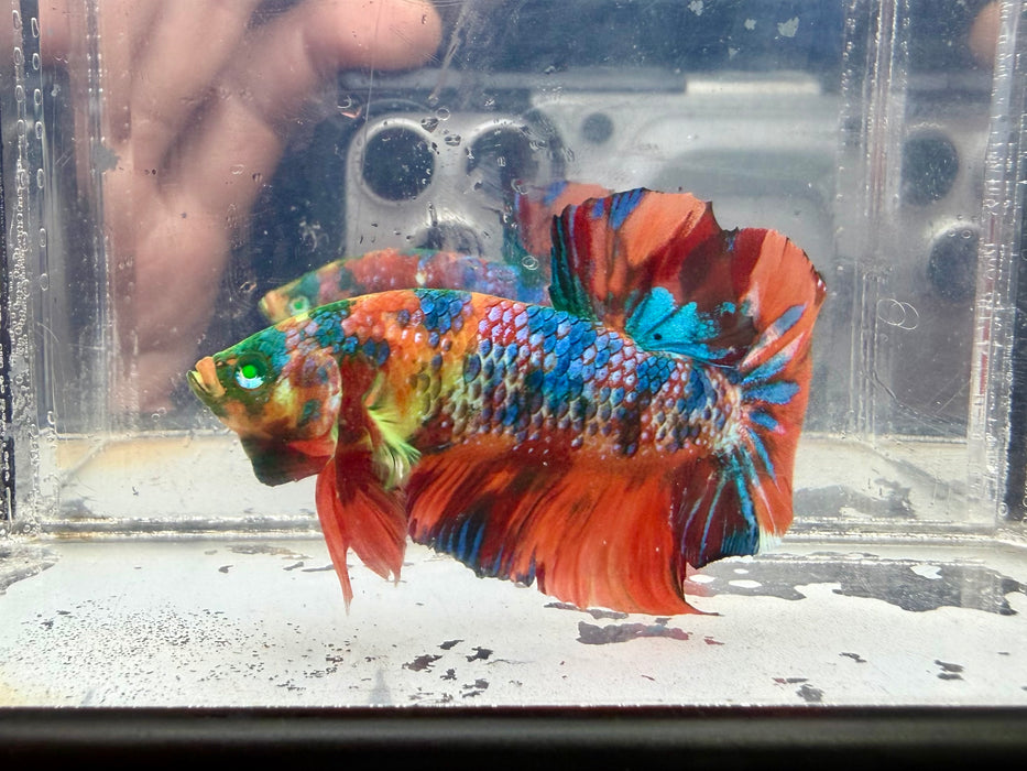 * Betta * HMPK (Actual Fish) #11