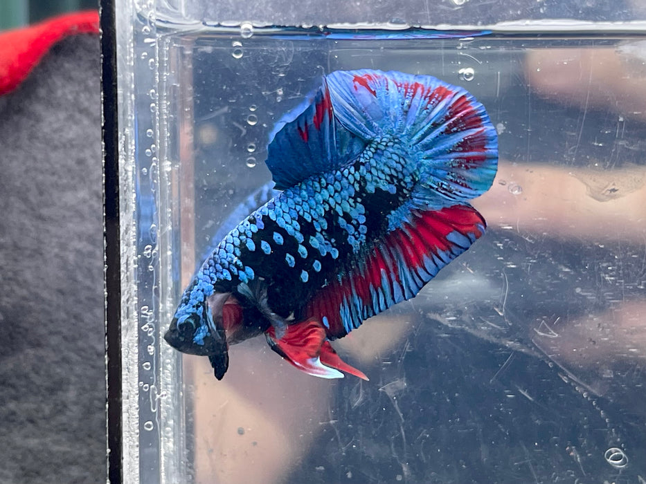 * Betta * Avatar HMPK (Actual Fish) #PK10