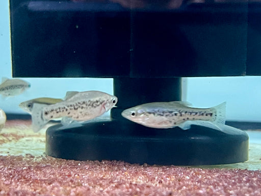 * Livebearers *  Ameca splendens (Butterfly splitfin) *Rare*