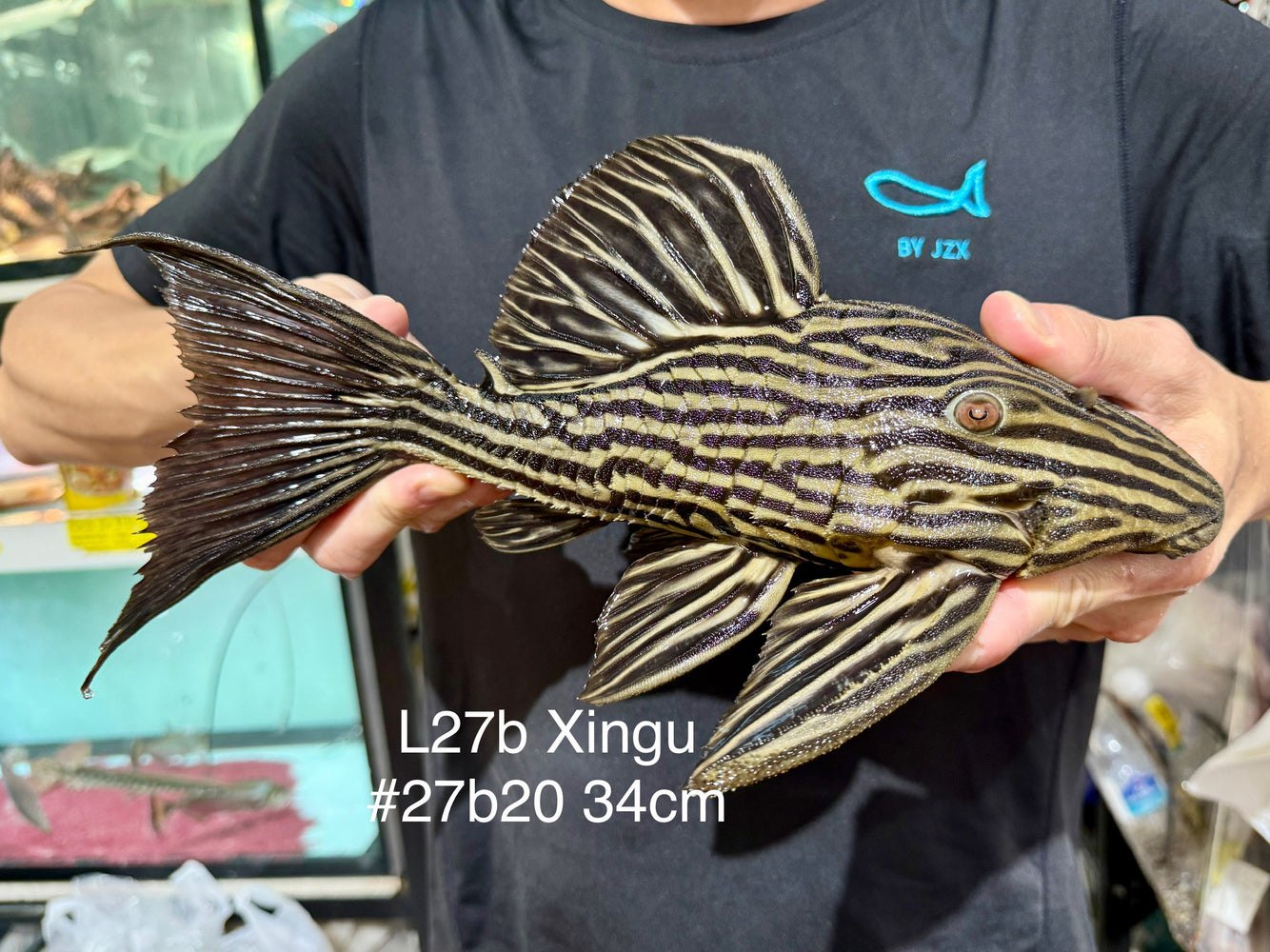 * Pleco *  Panaque armbrusteri (L27B Xingu) 34cm #27b20 (Actual piece)