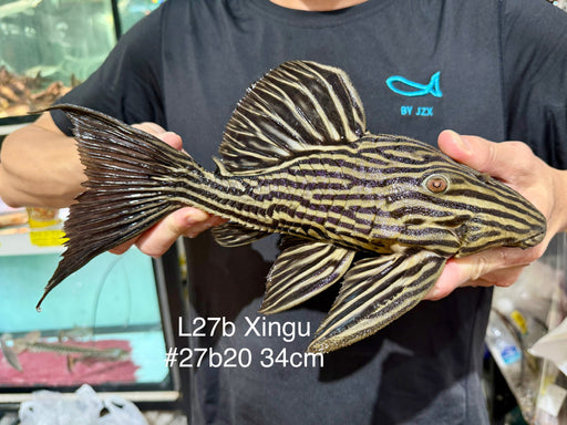 * Pleco *  Panaque armbrusteri (L27B Xingu) 34cm #27b20 (Actual piece)