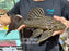* Pleco *  Panaque armbrusteri (L27B Xingu) 34cm #27b20 (Actual piece)