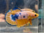 * Betta * Yellow Fancy HMPK (Actual Fish) #PK06