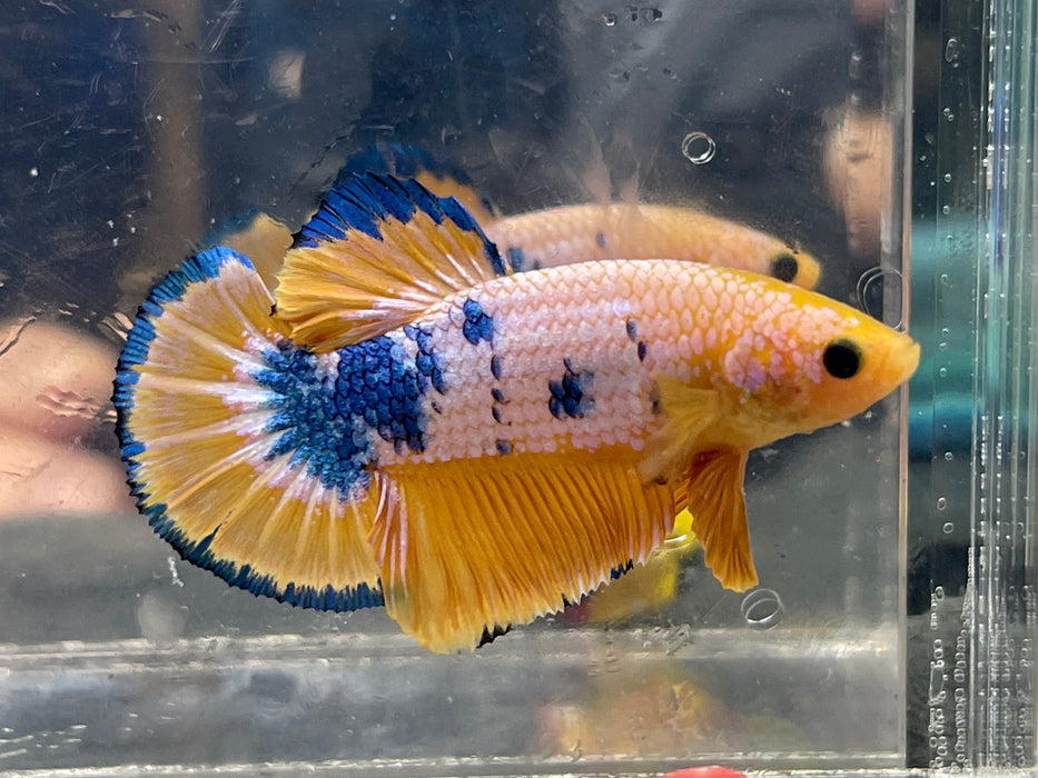 * Betta * Yellow Fancy HMPK (Actual Fish) #PK06