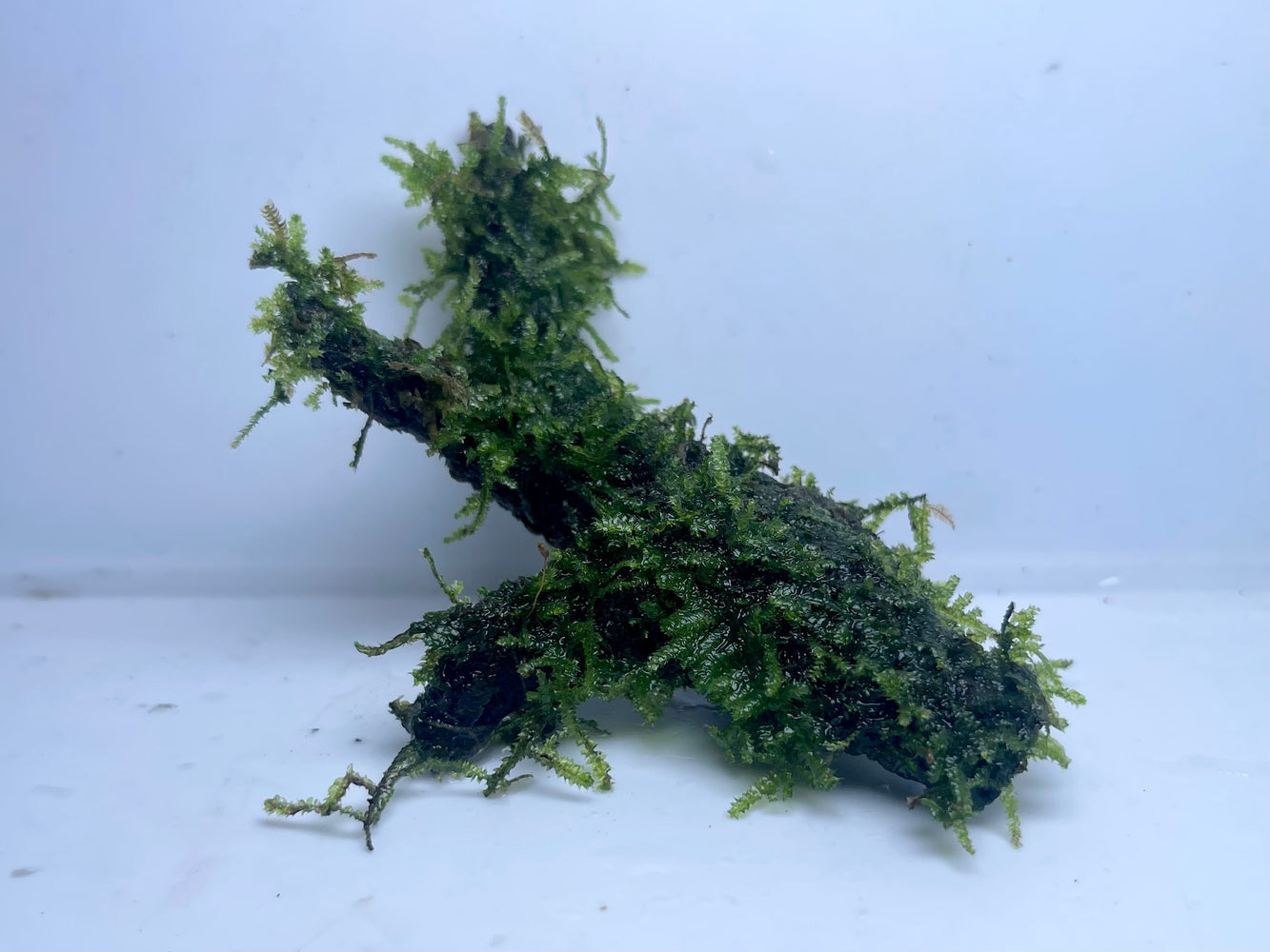* Plants* Christmas Moss On Resin #CMR (10x8cm)