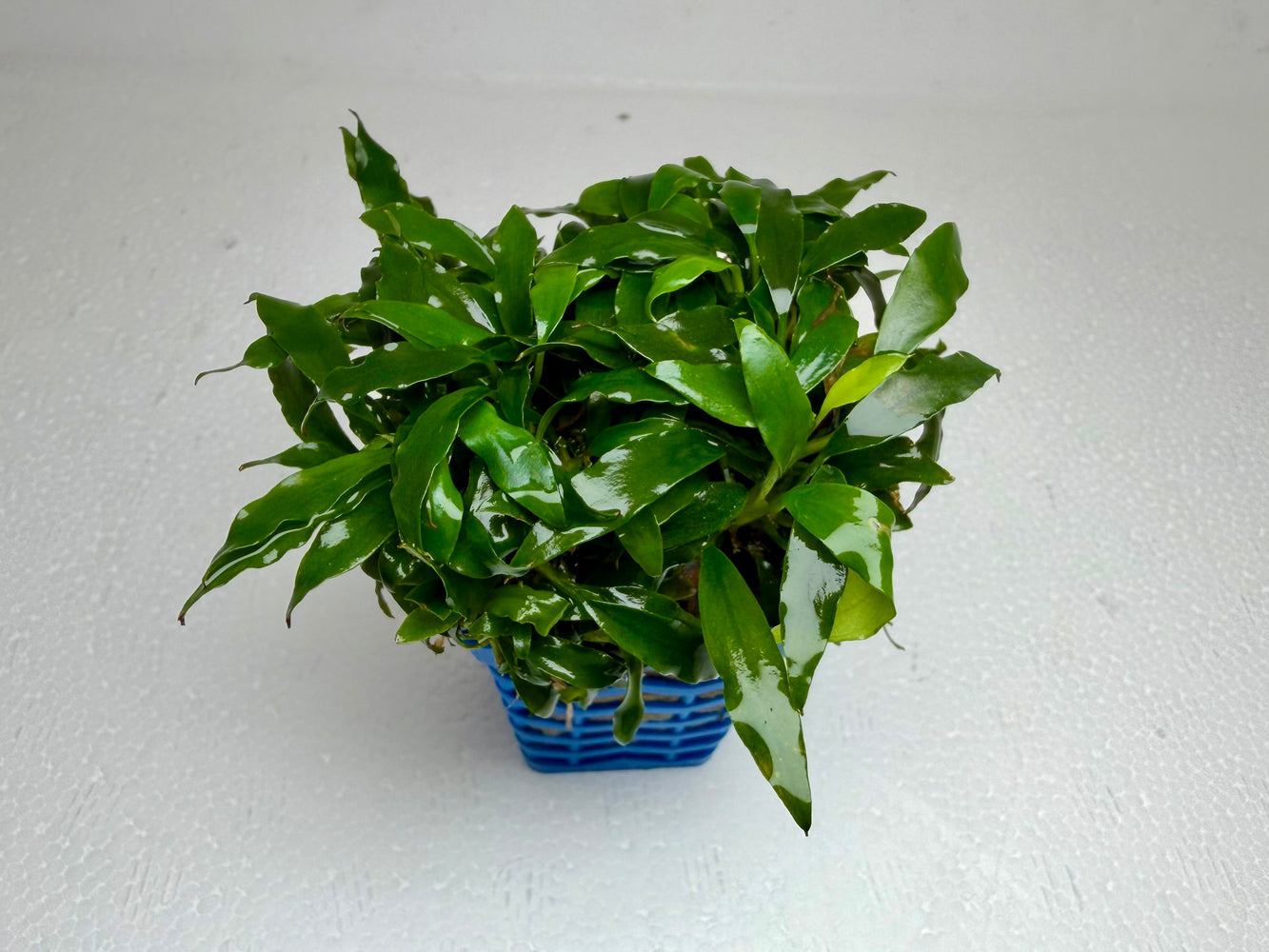 * Plants* Anubias Glabra in Pot #AGP