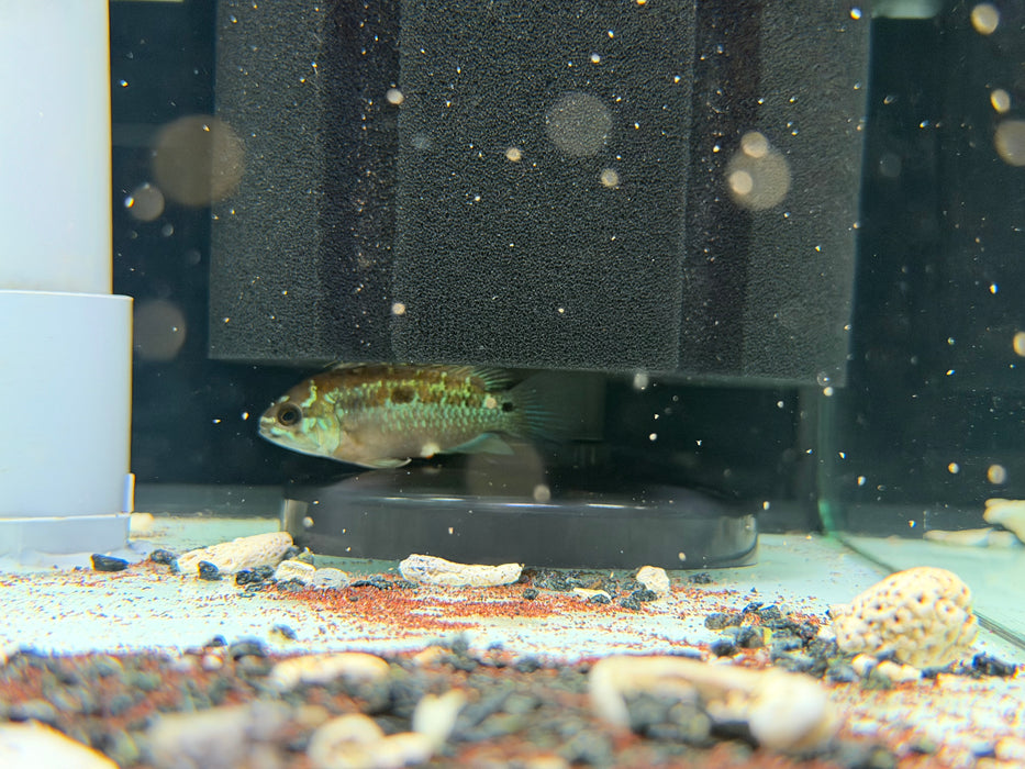 * Cichlids * Ivanacara bimaculata *RARE* BREEDING PAIR 6-8cm